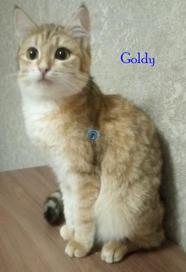Goldy
