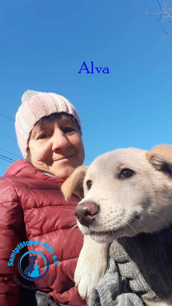 Elena/Hunde/Alva/Alva2mN.jpg