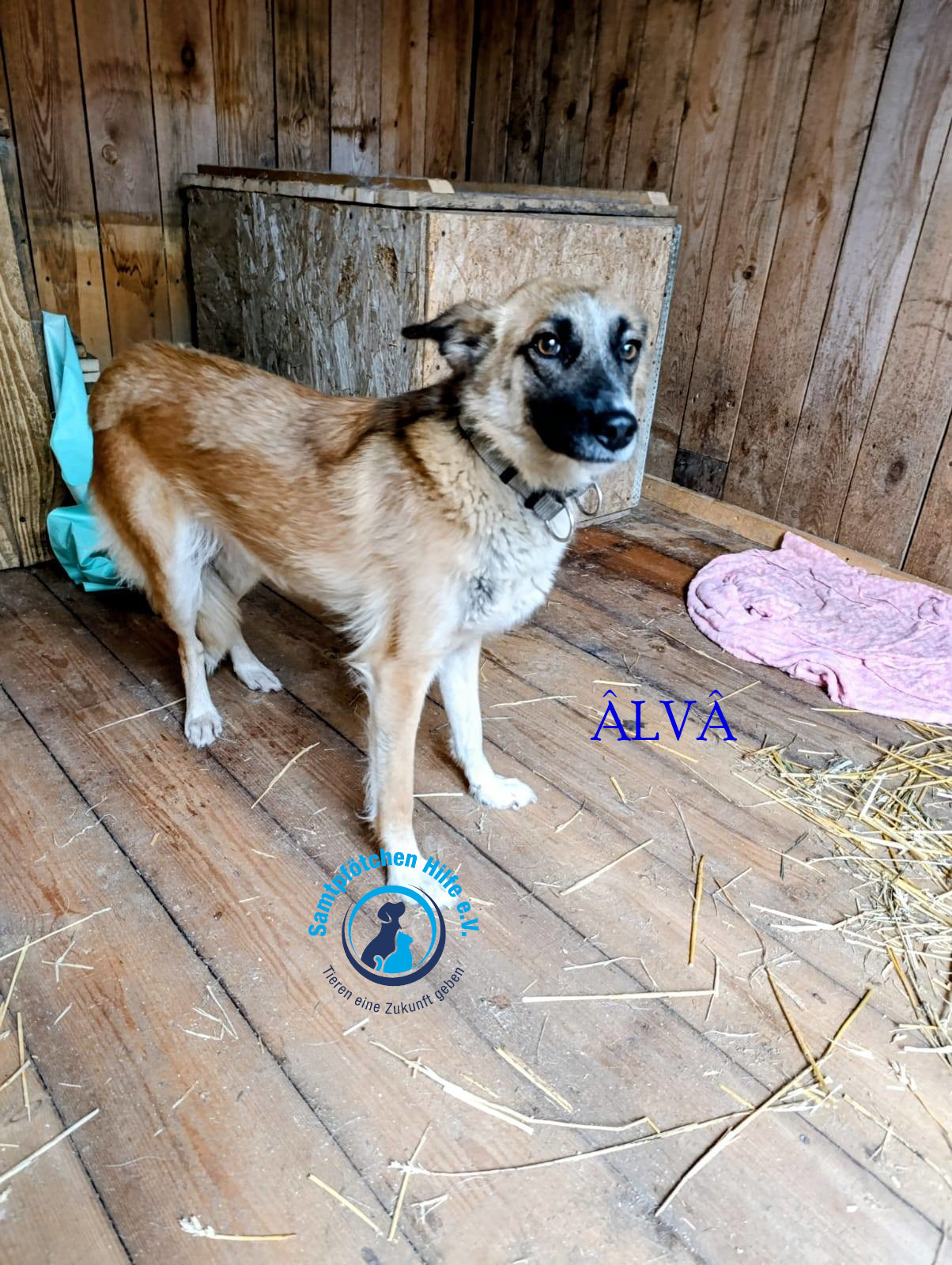Alva