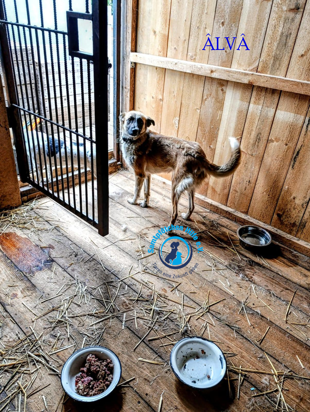 Elena/Hunde/Alva1/Alva03Mn.jpg