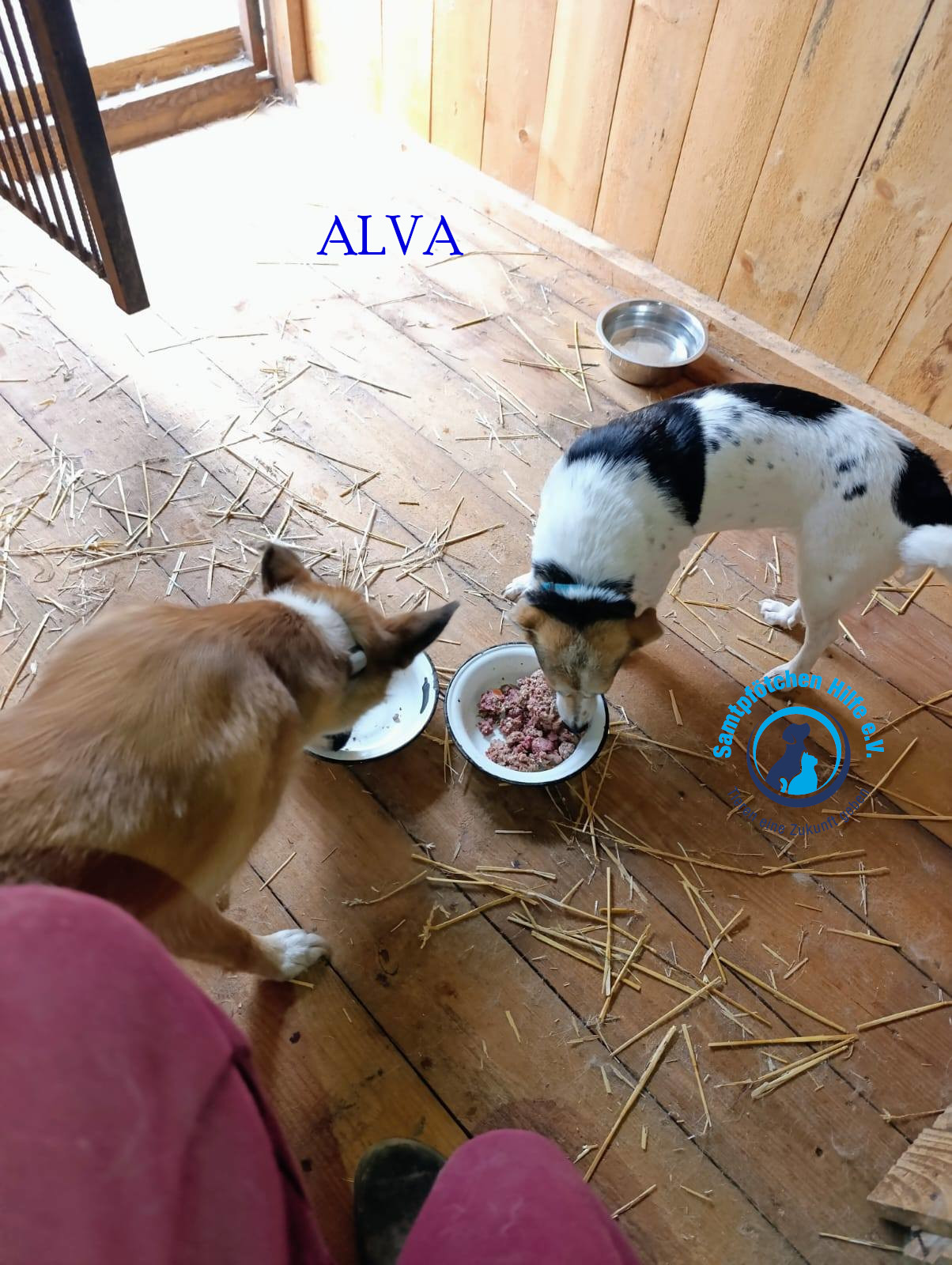Elena/Hunde/Alva1/Alva04MN.jpg
