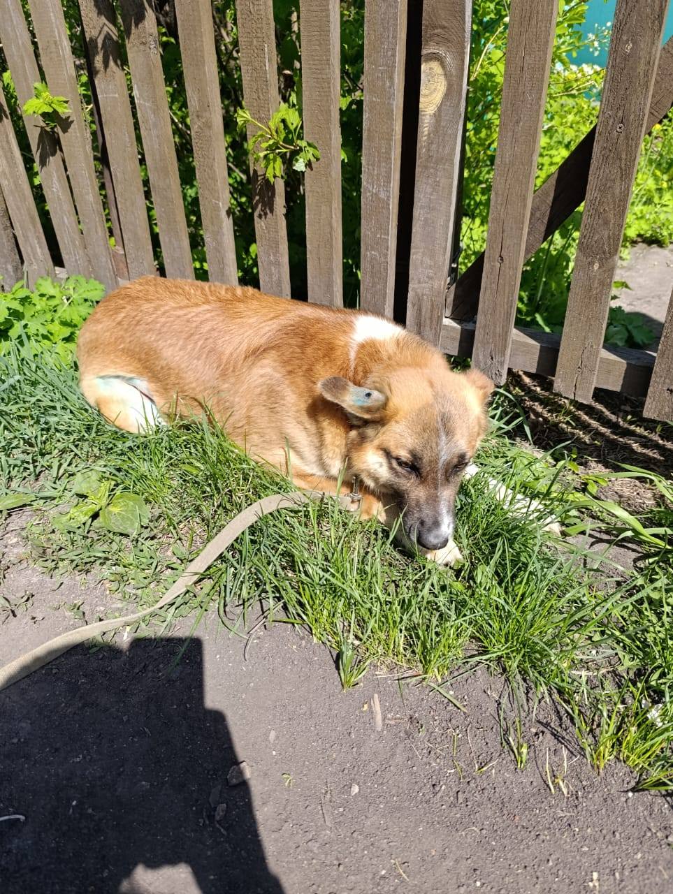 Elena/Hunde/Alva1/Alva06.jpg