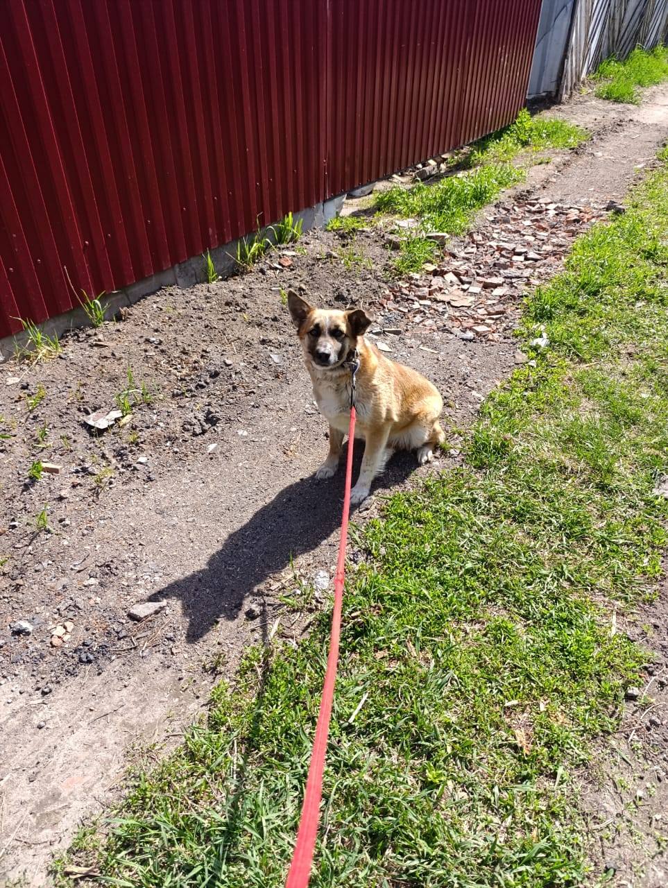 Elena/Hunde/Alva1/Alva07.jpg