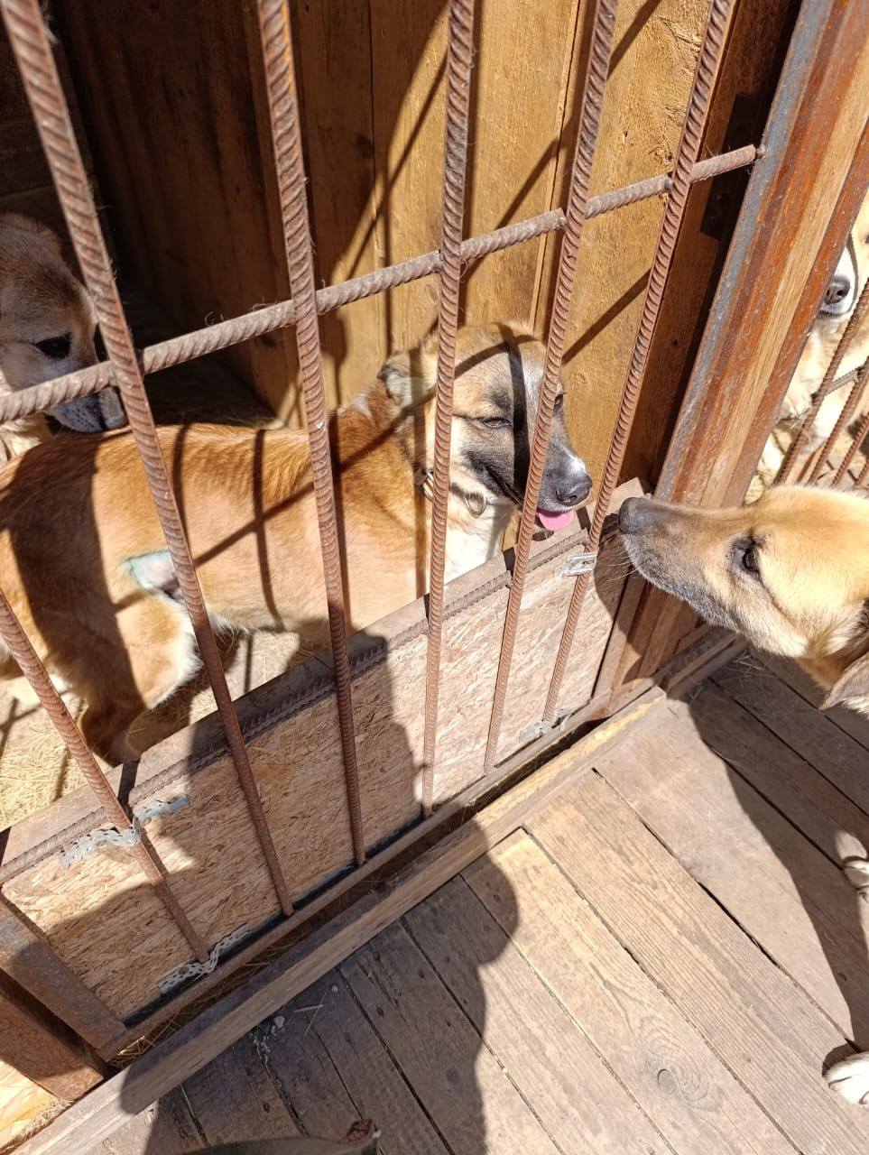 Elena/Hunde/Alva1/Alva08.jpg