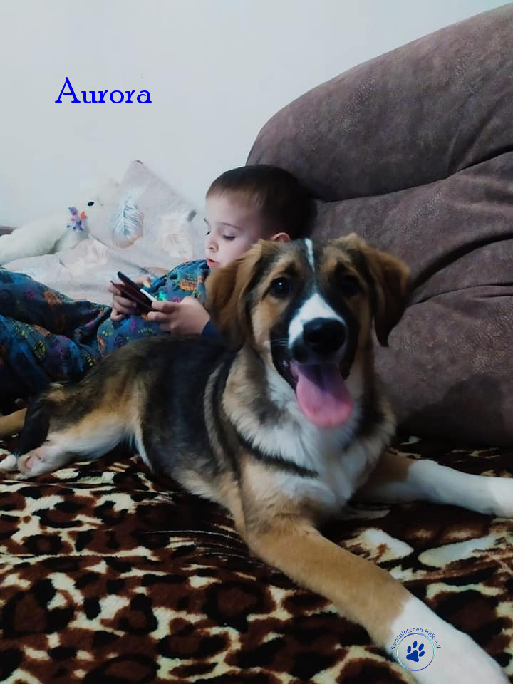 Elena/Hunde/Aurora/Aurora09mN.jpg