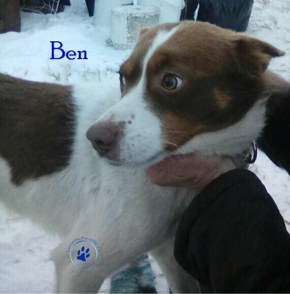 Elena/Hunde/Ben/Ben03mN.jpg