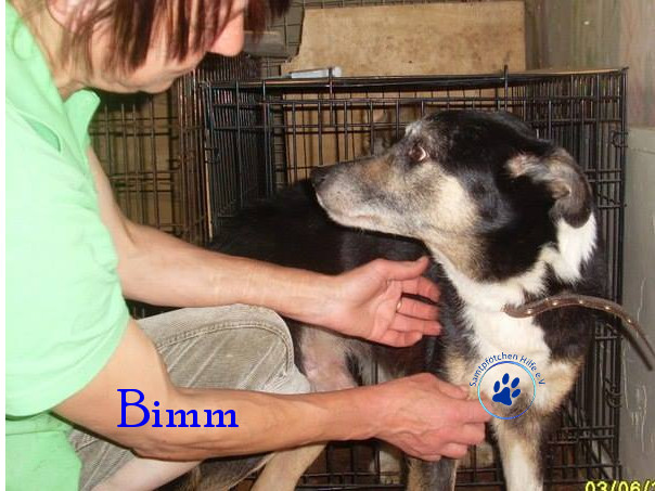Elena/Hunde/Bimm/Bimm10mN.jpg
