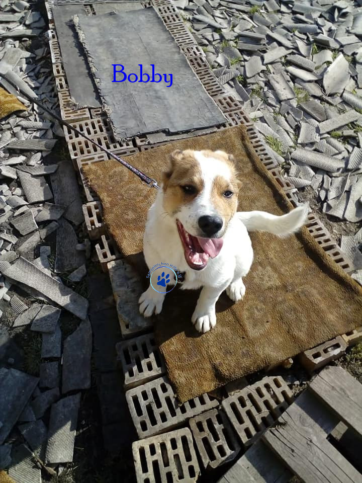 Elena/Hunde/Bobby/Bobby16mN.jpg