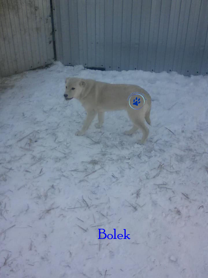 Elena/Hunde/Bolek/Bolek03mN.jpg