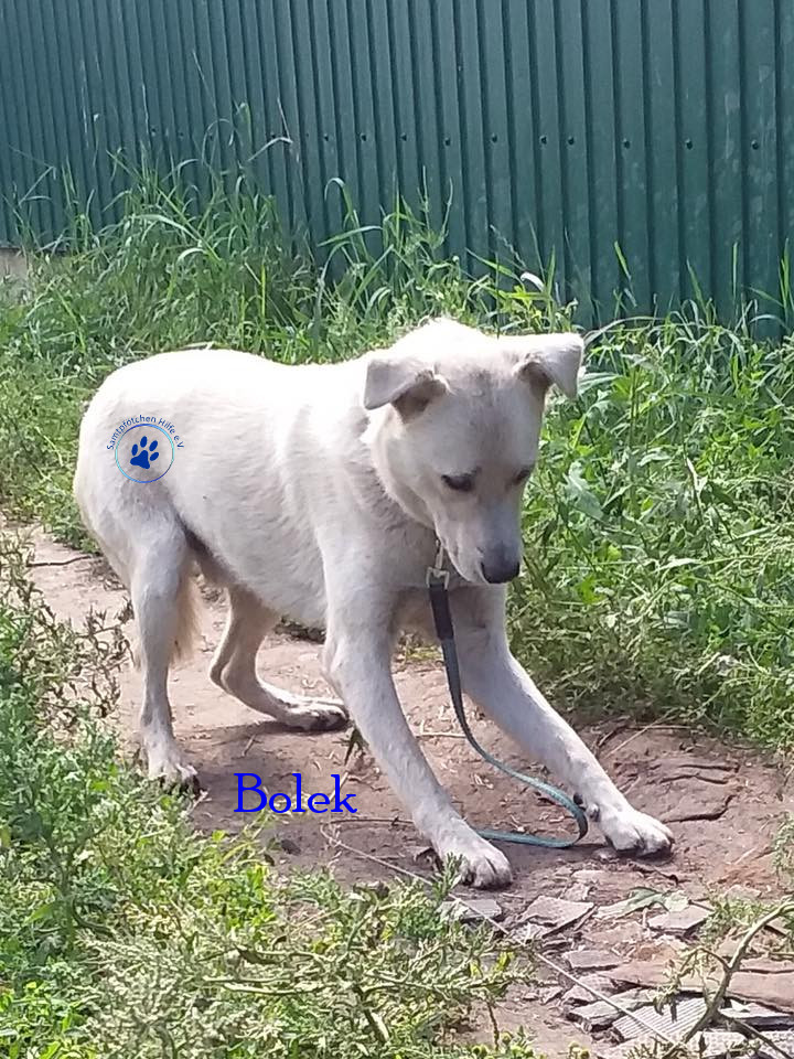 Elena/Hunde/Bolek/Bolek10mN.jpg