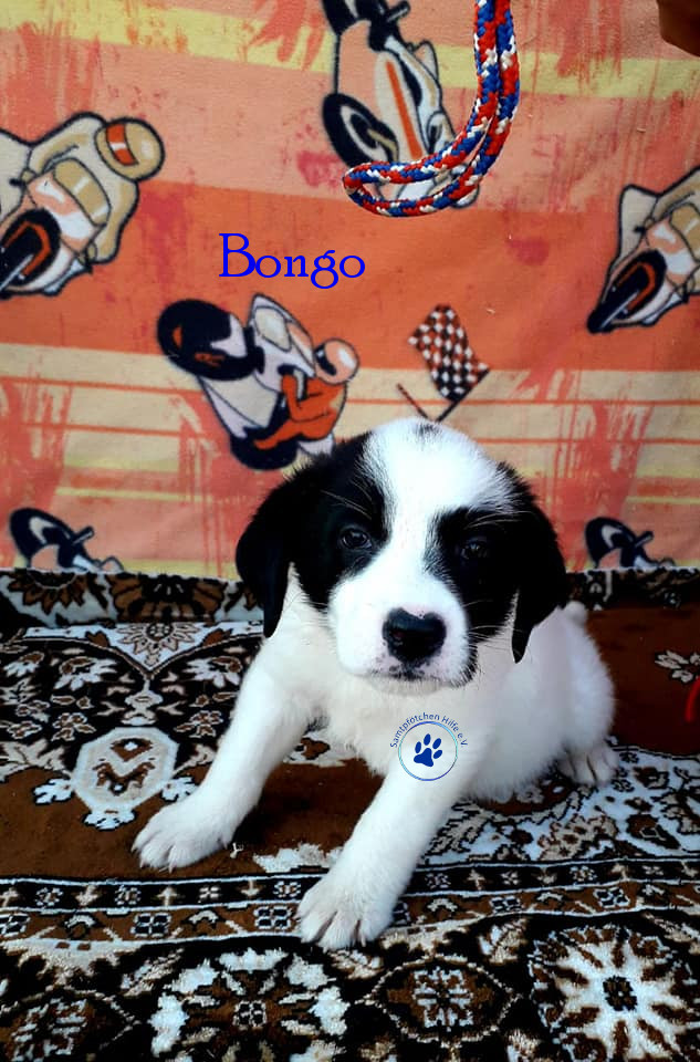 Elena/Hunde/Bongo/Bongo07mN.jpg