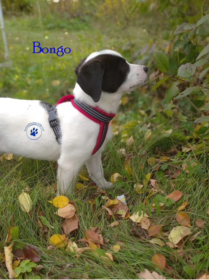 Elena/Hunde/Bongo/Bongo09mN.jpg
