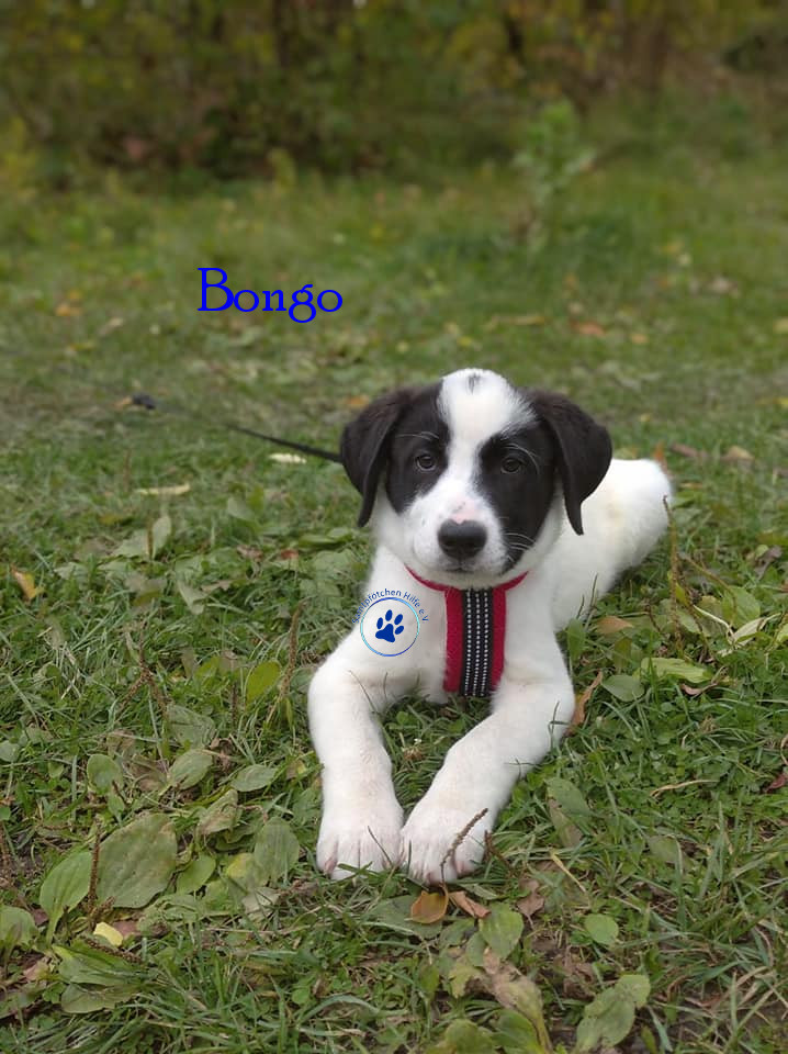 Elena/Hunde/Bongo/Bongo11mN.jpg