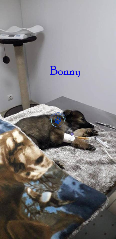 Elena/Hunde/Bonny/Bonny12mN.jpg