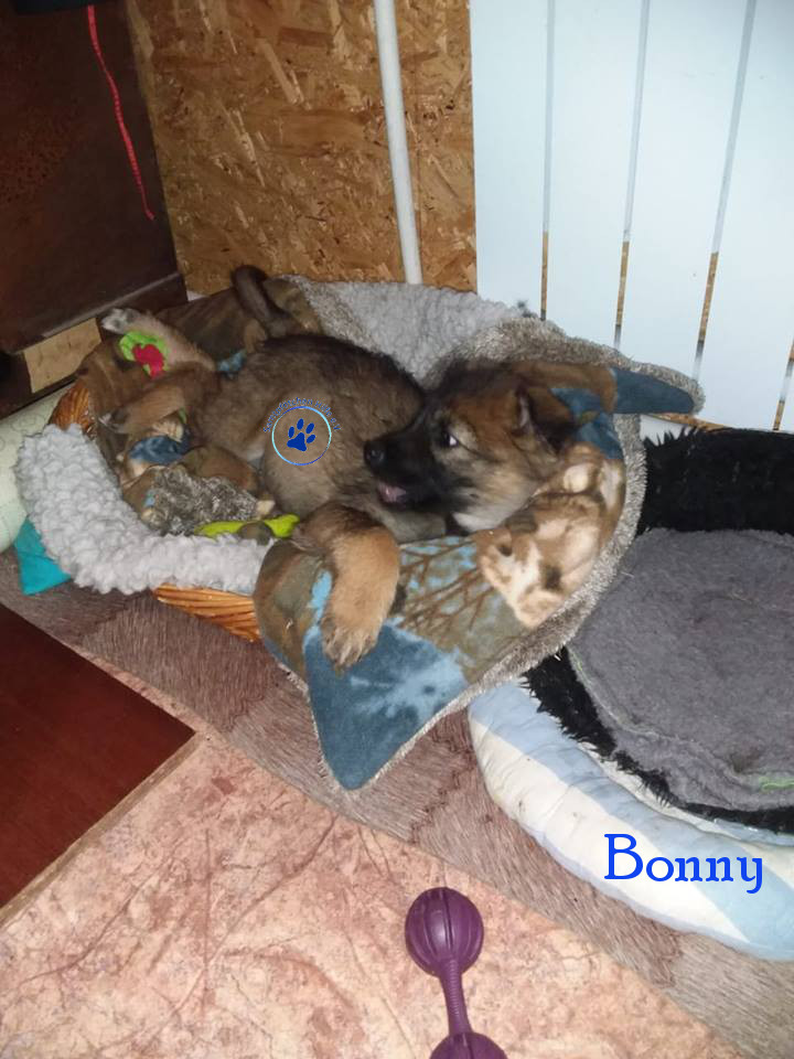 Elena/Hunde/Bonny/Bonny15mN.jpg