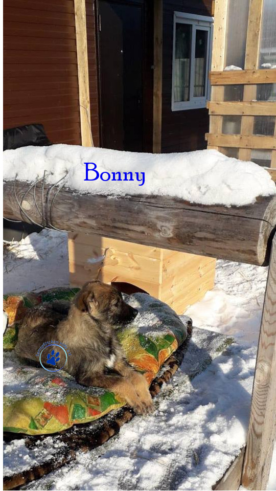 Elena/Hunde/Bonny/Bonny18mN.jpg