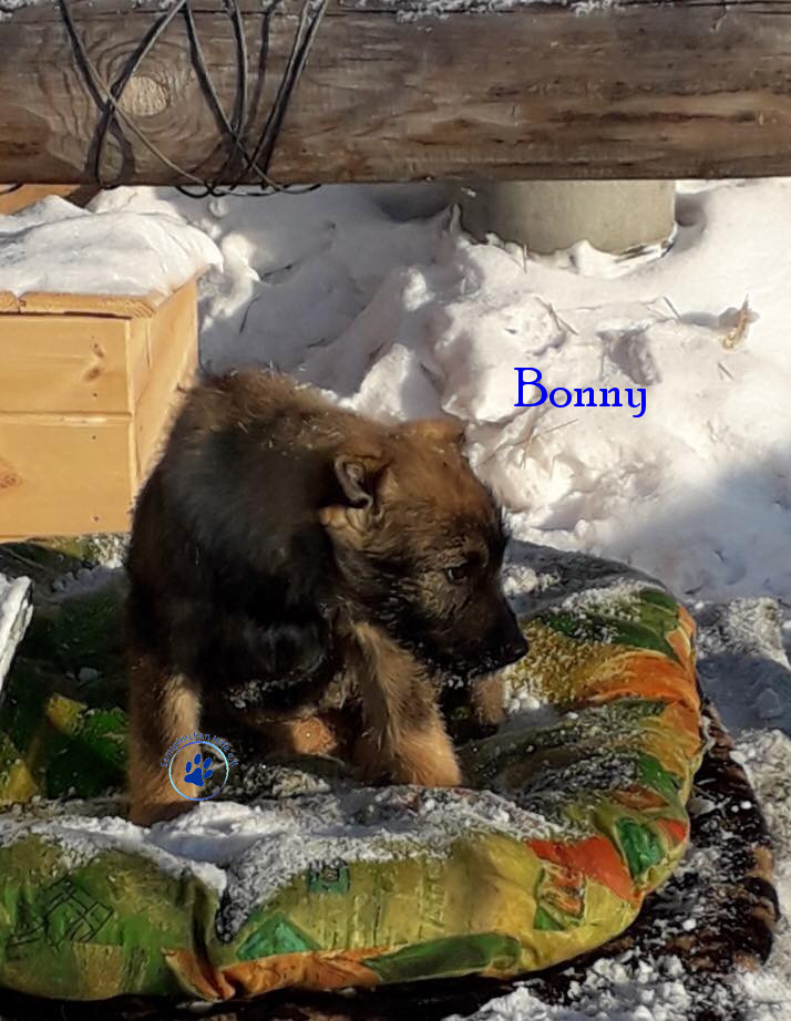 Elena/Hunde/Bonny/Bonny19mN.jpg