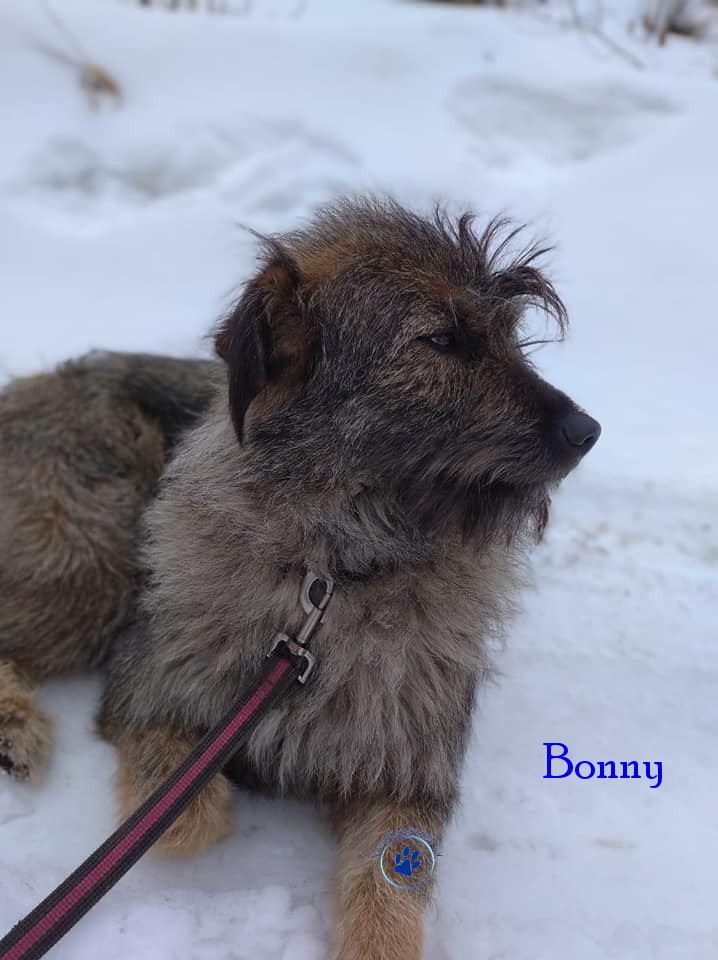 Elena/Hunde/Bonny/Bonny30mN.jpg