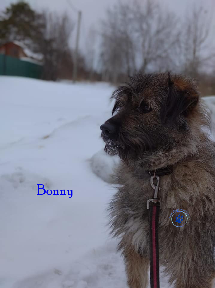 Elena/Hunde/Bonny/Bonny31mN.jpg