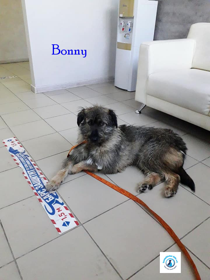 Elena/Hunde/Bonny/Bonny33mN.jpg