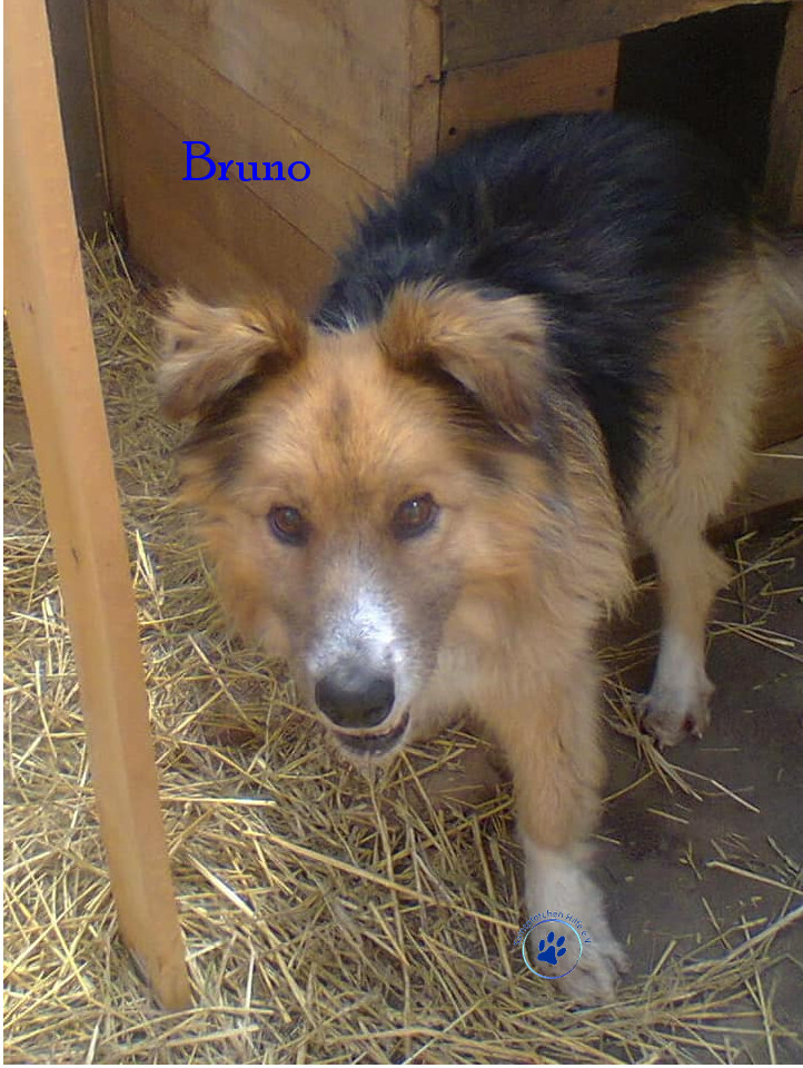 Elena/Hunde/Bruno/Bruno04mN.jpg