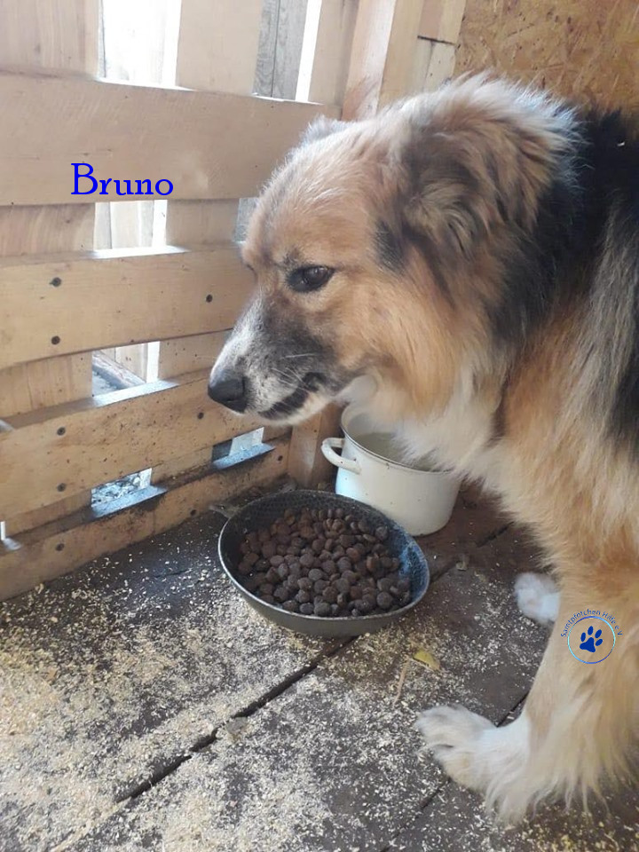 Elena/Hunde/Bruno/Bruno09mN.jpg