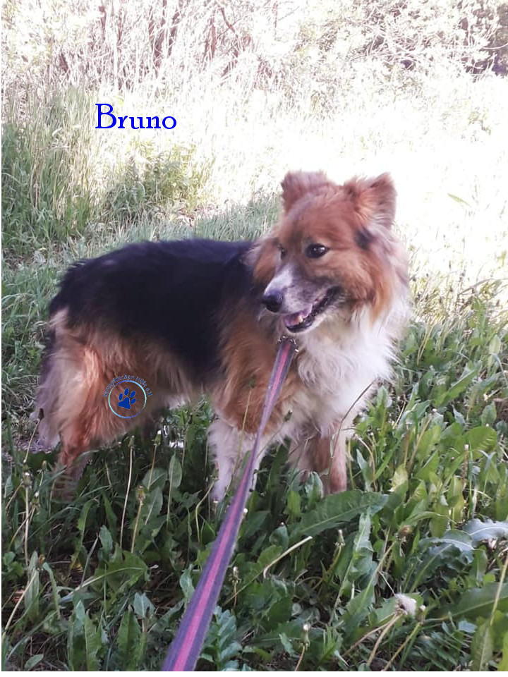 Elena/Hunde/Bruno/Bruno12mN.jpg