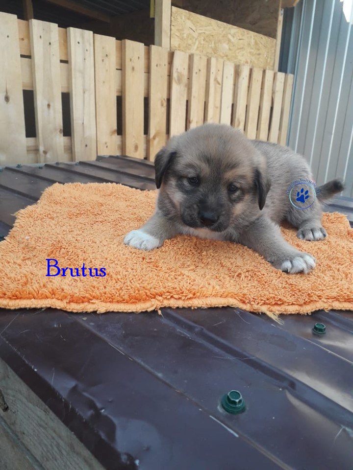 Elena/Hunde/Brutus/Brutus04mN.jpg
