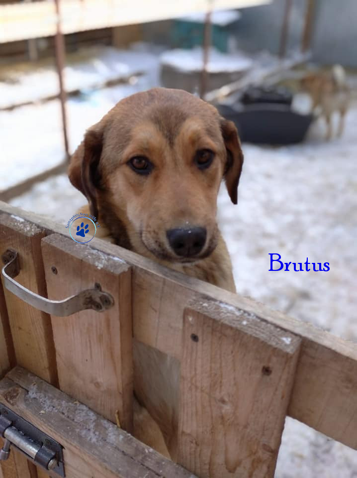 Elena/Hunde/Brutus/Brutus13mN.jpg