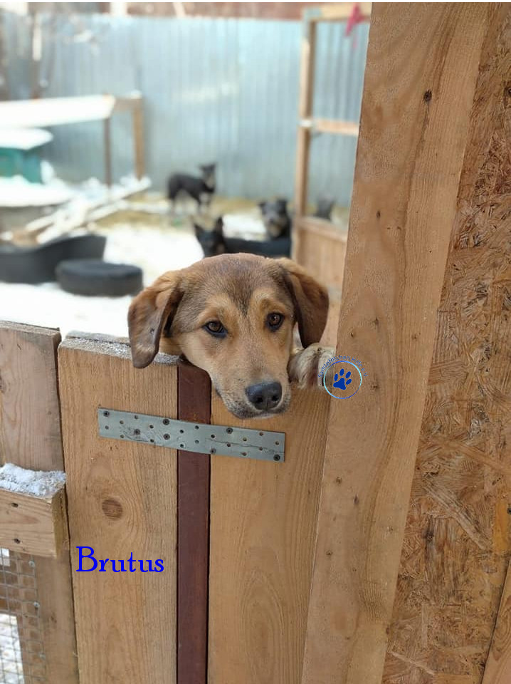 Elena/Hunde/Brutus/Brutus14mN.jpg