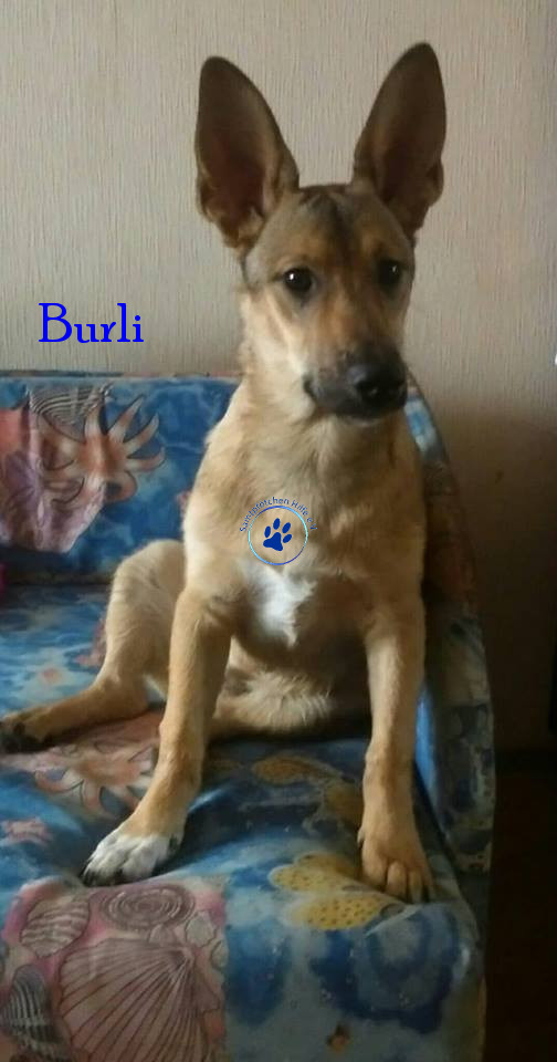 Elena/Hunde/Burli/Burli45mN.jpg