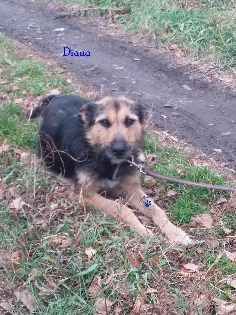 Elena/Hunde/Diana/Diana04mN.jpg