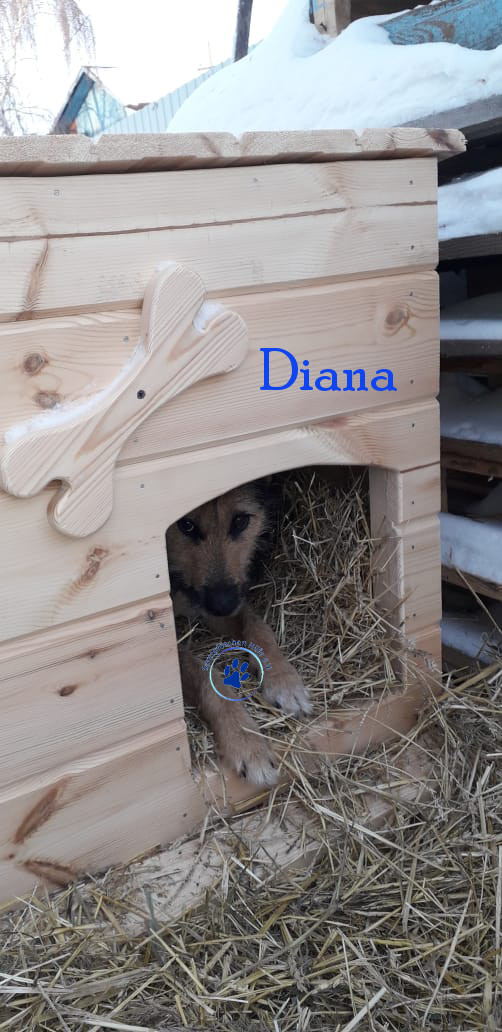 Elena/Hunde/Diana/Diana08mN.jpg