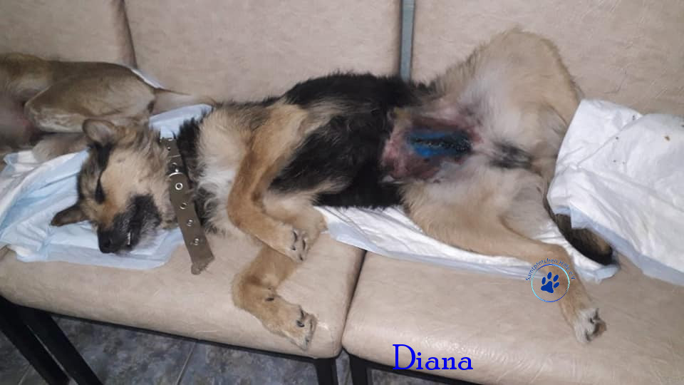 Elena/Hunde/Diana/Diana11mN.jpg