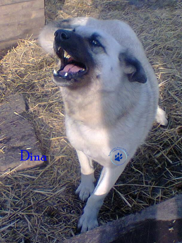 Elena/Hunde/Dina/Dina17mN.jpg