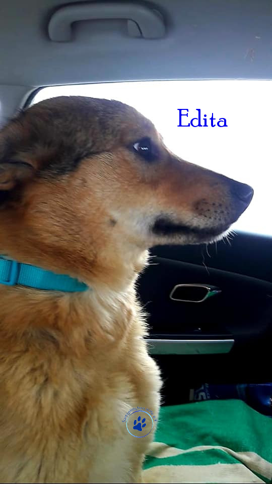 Elena/Hunde/Edita/Edita13mN.jpg