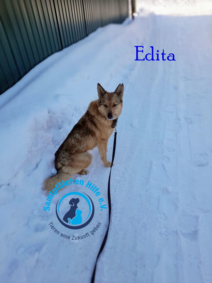 Elena/Hunde/Edita/Edita17mN.jpg