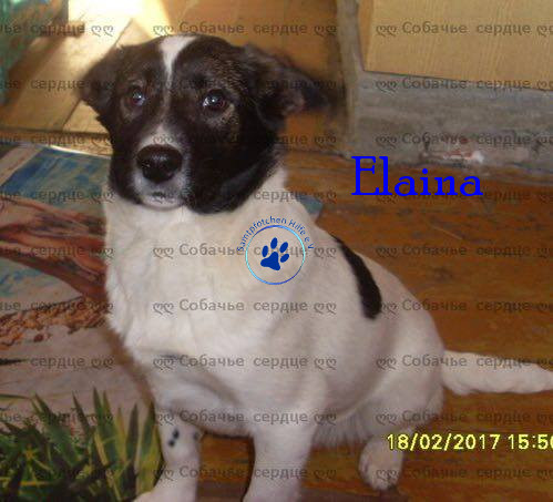 Elena/Hunde/Elaina/Elaina01mN.jpg