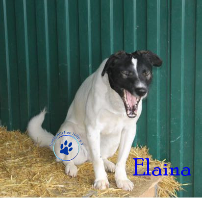 Elena/Hunde/Elaina/Elaina04mN.jpg