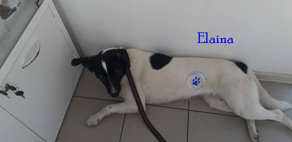 Elena/Hunde/Elaina/Elaina08mN.jpg