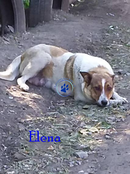 Elena/Hunde/Elena/Elena05mN.jpg