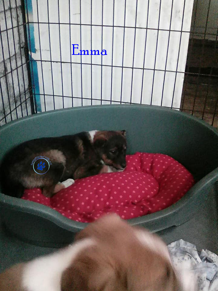 Elena/Hunde/Emma/Emma02mN.jpg