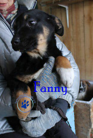Elena/Hunde/Fanny/Fanny02mN.jpg