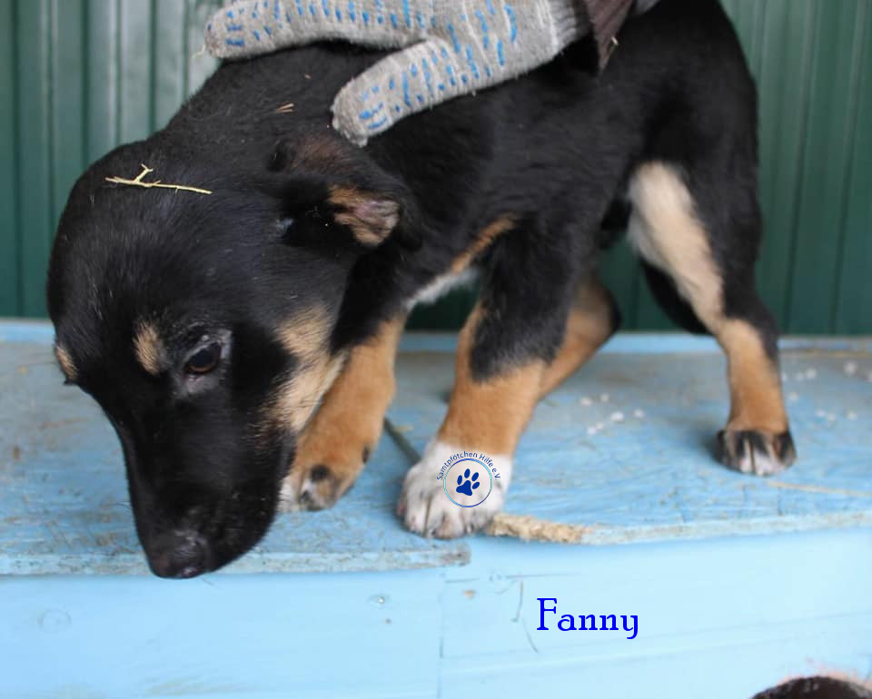 Elena/Hunde/Fanny/Fanny04mN.jpg