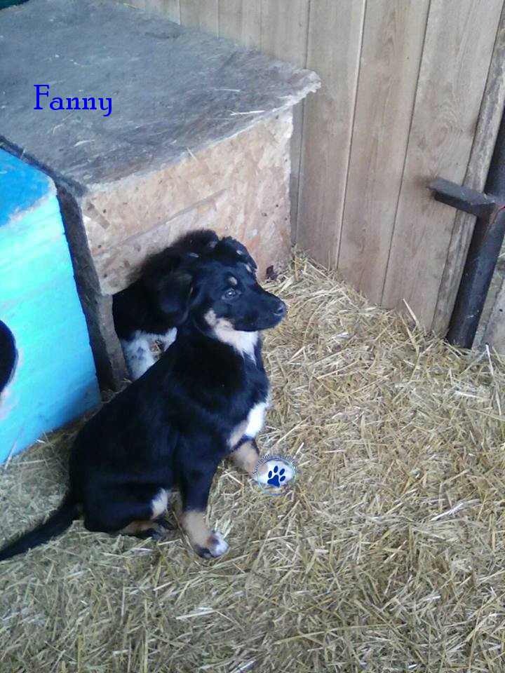 Elena/Hunde/Fanny/Fanny07mN.jpg
