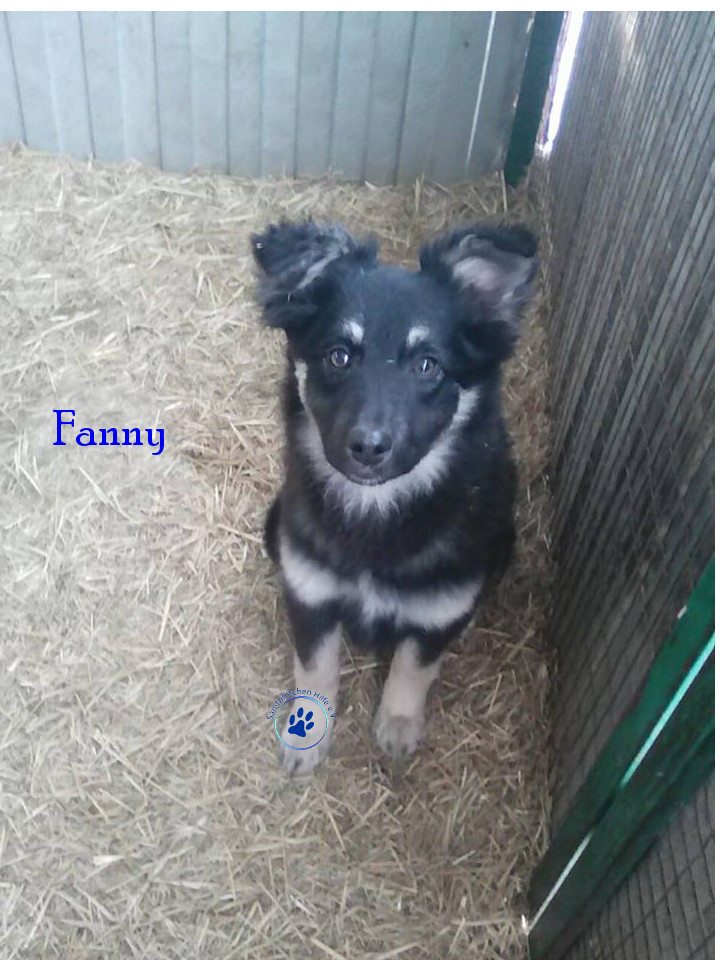 Elena/Hunde/Fanny/Fanny09mN.jpg