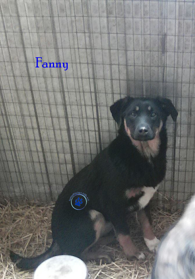 Elena/Hunde/Fanny/Fanny13mN.jpg