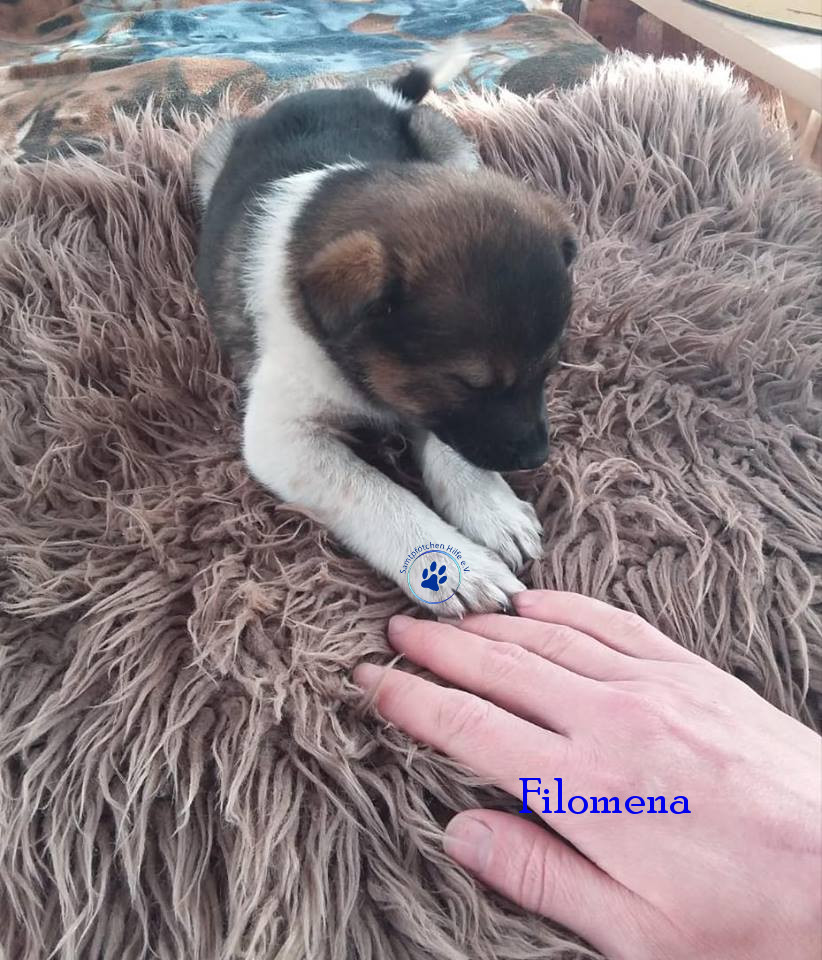 Elena/Hunde/Filomena/Filomena04mN.jpg