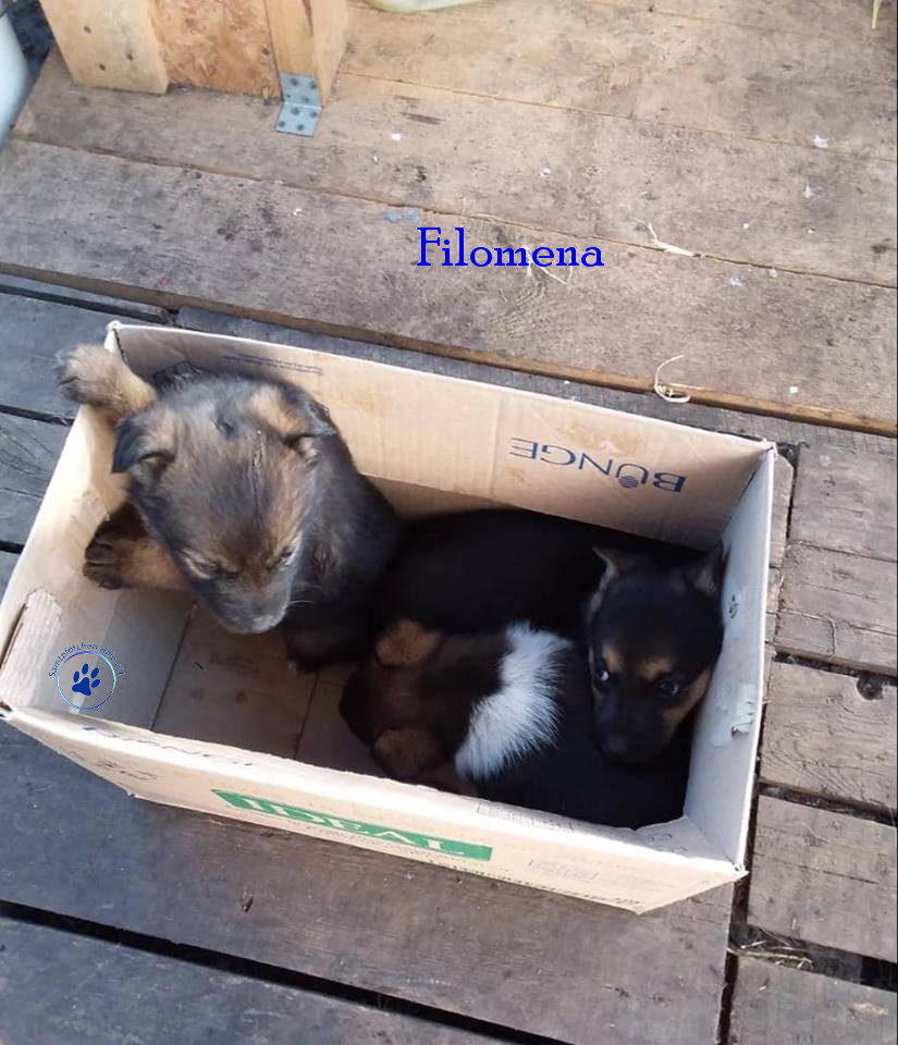 Elena/Hunde/Filomena/Filomena05mN.jpg
