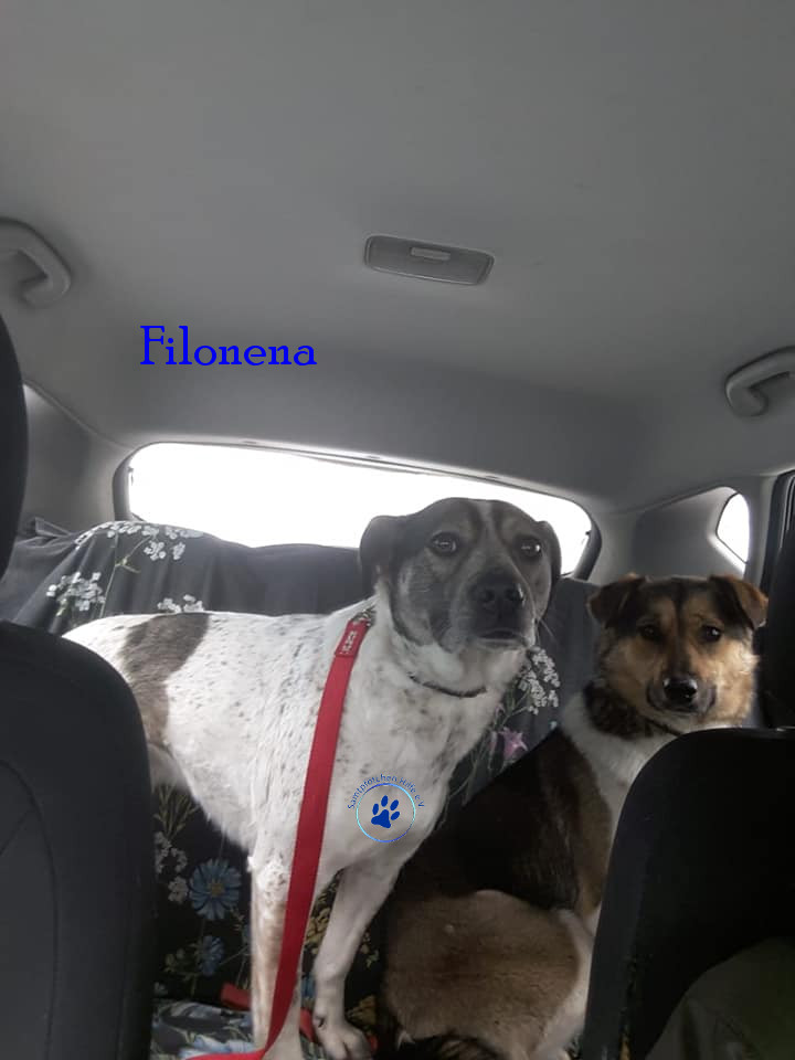 Elena/Hunde/Filomena/Filomena18mN.jpg